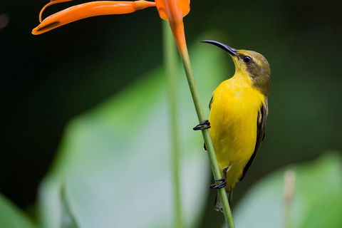 Private Daintree Mossman Gorge Exclusive Nature And Wildlife Focus - Pubs Perth 2