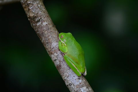 Private Daintree Mossman Gorge Exclusive Nature And Wildlife Focus - Pubs Perth 3