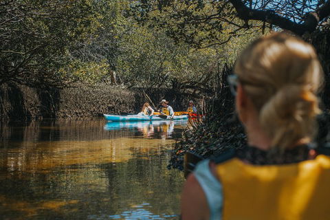 Kayak Tour In Adelaide Dolphin Sanctuary - Pubs Perth 0