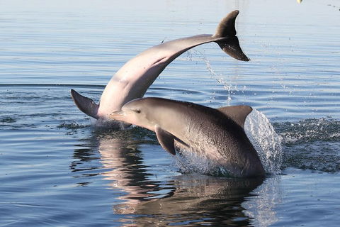 Kayak Tour In Adelaide Dolphin Sanctuary - Pubs Perth 5