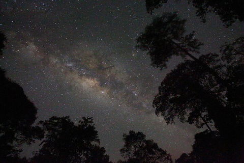 Evening Rainforest & Glow Worm Experience - Pubs Perth 4