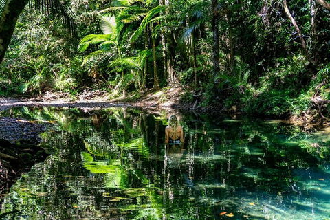 Daintree And Cape Tribulation Full Day Guided Tour - Pubs Perth 1