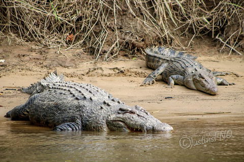 Daintree And Cape Tribulation Full Day Guided Tour - Pubs Perth 3