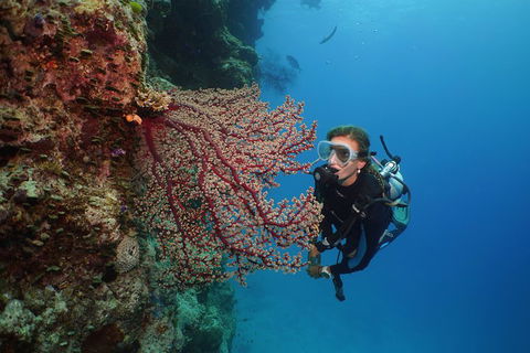 Silversonic Outer Great Barrier Reef Dive And Snorkel Cruise From Port Douglas - Pubs Perth 0
