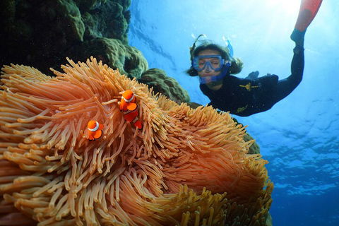 Silversonic Outer Great Barrier Reef Dive And Snorkel Cruise From Port Douglas - Pubs Perth 3