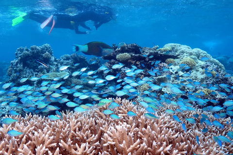 Silversonic Outer Great Barrier Reef Dive And Snorkel Cruise From Port Douglas - Pubs Perth 5