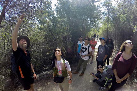 Active Day Tour One-Way From Launceston To Hobart Via Wineglass Bay - Pubs Perth 0