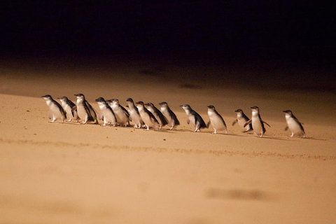 The Ultimate Melbourne Attractions Pass - Pubs Perth 5