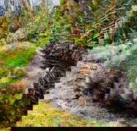 Cradle Mountain National Park Day Tour from Launceston - Pubs Perth
