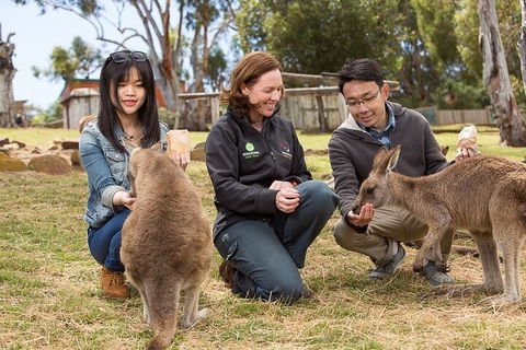 Bonorong Wildlife Park And Richmond Afternoon Tour From Hobart - Pubs Perth 1
