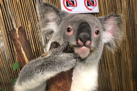 Kuranda Tour Deluxe Course With Kuranda 3 Zoos Or Free Course - Pubs Perth 0