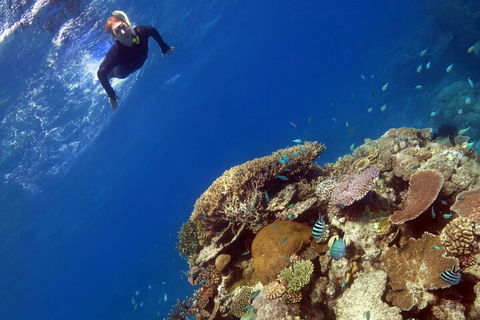 Silverswift Outer Great Barrier Reef Dive And Snorkel Cruise From Cairns - Pubs Perth 3