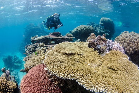 Silverswift Outer Great Barrier Reef Dive And Snorkel Cruise From Cairns - Pubs Perth 5