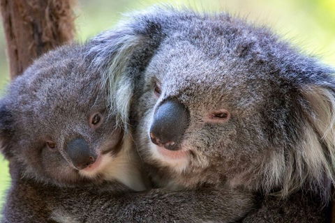 Half-Day Or Full-Day Tour With Private Guide From Melbourne - Pubs Perth 1