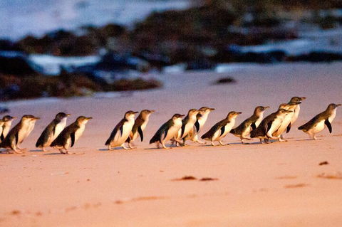 Half-Day Or Full-Day Tour With Private Guide From Melbourne - Pubs Perth 5