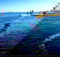 Penguin and Seal Islands Sea Kayaking Experience - Pubs Perth