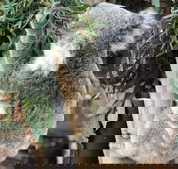 Private Blue Mountains and Wildlife Park Tour from Sydney with Barbecue Lunch - Pubs Perth