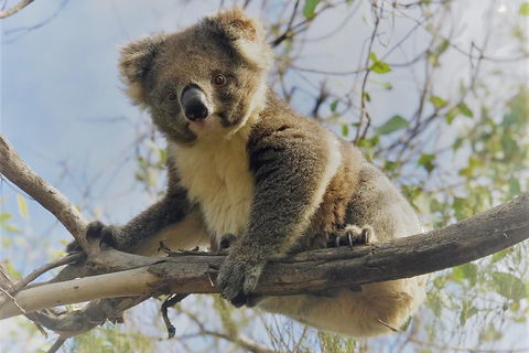Kangaroo Island Scenic Trail Tour - Pubs Perth 2