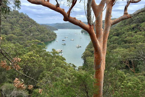 Shore Excursion: Sydney's Northern Beaches & Ku-ring-gai National Park Bus Tour - Pubs Perth 1