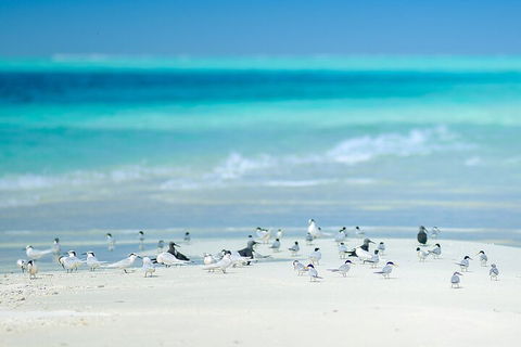 Private Coral Cay Bubbles Tour - Pubs Perth 2