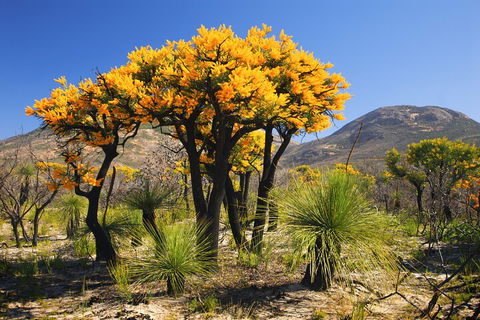 Best Of Perth Wildflower Season Day Trip - Pubs Perth 3
