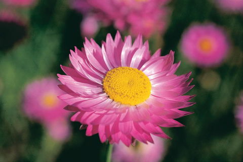 Best Of Perth Wildflower Season Day Trip - Pubs Perth 5