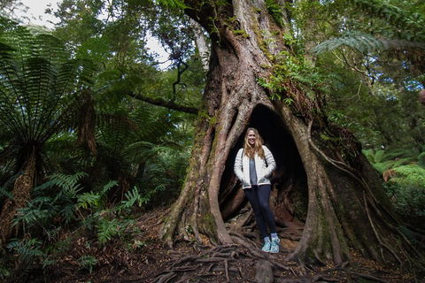 Great Ocean Road Small-Group Ecotour From Melbourne - Pubs Perth 4