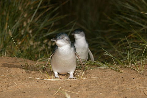 Phillip Island Penguin, Brighton Beach, Moonlit Sanctuary From Melbourne - Pubs Perth 2
