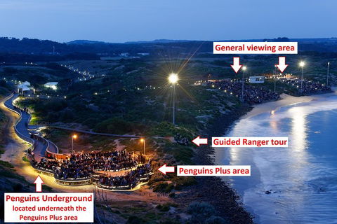 Phillip Island Penguin, Brighton Beach, Moonlit Sanctuary From Melbourne - Pubs Perth 4