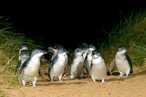 Phillip Island Penguin, Brighton Beach, Moonlit Sanctuary From Melbourne - Pubs Perth 5