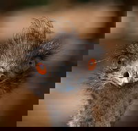 Currumbin Wildlife Sanctuary General Entry Ticket - Pubs Perth