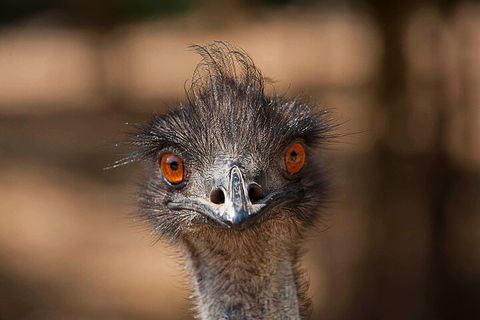 Currumbin Wildlife Sanctuary General Entry Ticket - Pubs Perth 0