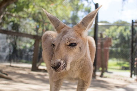 Currumbin Wildlife Sanctuary General Entry Ticket - Pubs Perth 2