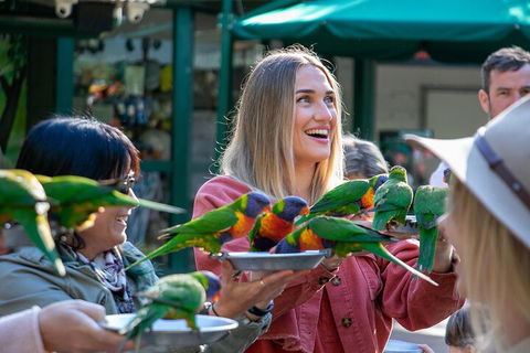 Currumbin Wildlife Sanctuary General Entry Ticket - Pubs Perth 3