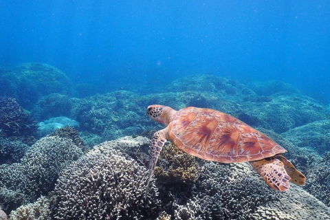 Calypso Outer Great Barrier Reef Cruise From Port Douglas - Pubs Perth 2