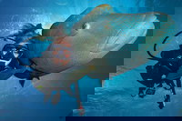 Great Barrier Reef Snorkeling and Diving Cruise from Cairns