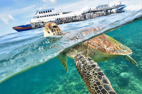 Scenic Helicopter Flight To Moore Reef And Return Snorkeling Cruise From Cairns - Pubs Perth 0