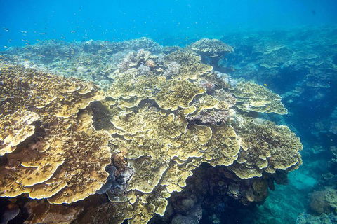 Scenic Helicopter Flight To Moore Reef And Return Snorkeling Cruise From Cairns - Pubs Perth 2