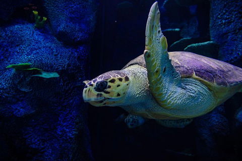Sydney Attractions Pass: SEA LIFE Aquarium, Sydney Tower Eye, WILD LIFE Zoo And Madame Tussauds - Pubs Perth 1