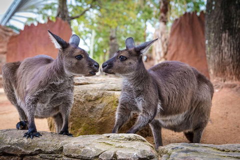 Sydney Attractions Pass: SEA LIFE Aquarium, Sydney Tower Eye, WILD LIFE Zoo And Madame Tussauds - Pubs Perth 5