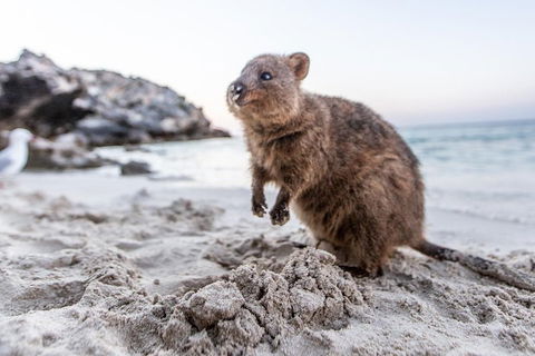 Fremantle To Rottnest Island Roundtrip Ferry Ticket - Pubs Perth 1