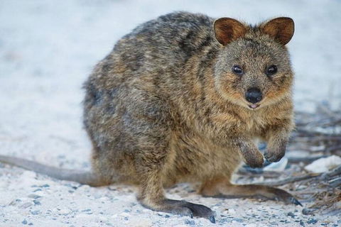 Rottnest Island Bayseeker Day Trip From Perth - Pubs Perth 2