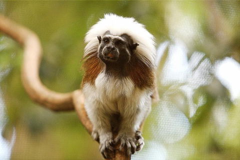 Breakfast With The Koalas At Hartley's Crocodile Park From Cairns Or Palm Cove - Pubs Perth 3
