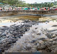 Hartley's Crocodile Adventures Day Trip from Palm Cove - Pubs Perth