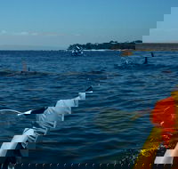 Mornington Peninsula Kayak Coastline Tour of Dolphin Sanctuary - Pubs Perth