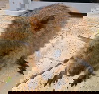 Wave Rock Pinnacles and Rottnest One Day Aeroplane Tour - Pubs Perth