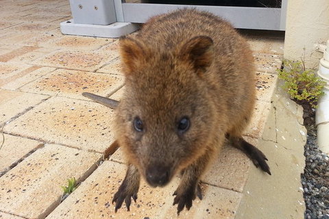 Wave Rock, Pinnacles And Rottnest One Day Aeroplane Tour - Pubs Perth 0