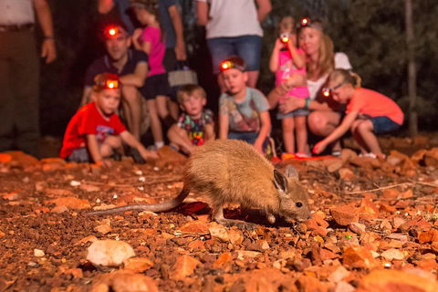Alice Springs Desert Park Nocturnal Tour - Pubs Perth 1