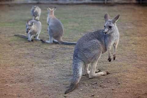 Private Tour: Blue Mountains Day Trip From Sydney - Pubs Perth 2