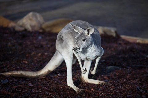 Private Tour: Blue Mountains Day Trip From Sydney - Pubs Perth 3